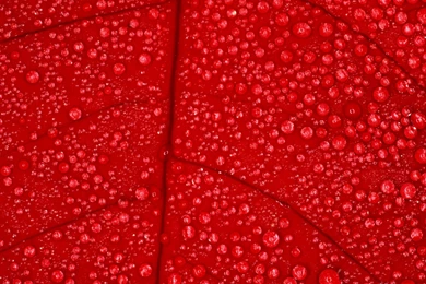 Wet red texture desktop background 578508.jpg
