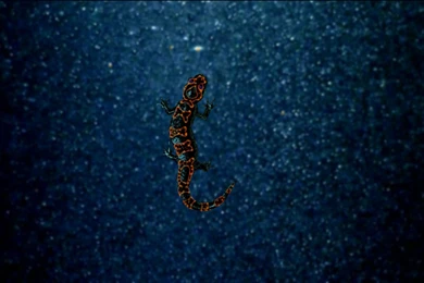 137 Wallpapers Of Ubuntu 13.10 Saucy Salamander Wallpapers Contest ...