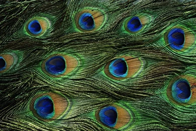 Peacock Feathers Colorful Pattern Desktop Backgrounds Wallpapers ...