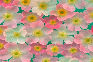 Pink Japanese Anemones Flowers Pattern Free Desktop Backgrounds ...