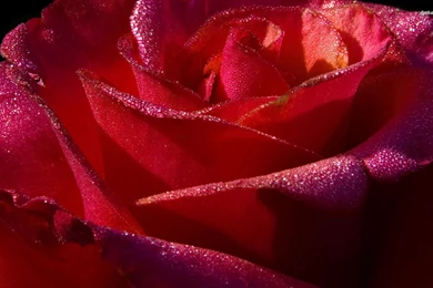 Shiny Red Rose Wallpapers   Flower Wallpapers