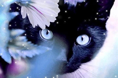 Mystery Black Cat Behind Shiny Flower HD Wallpapers