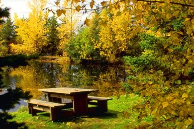 A Place For Picnic Wallpapers   (
