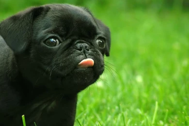 Gallery For   Black Pug Wallpapers Hd