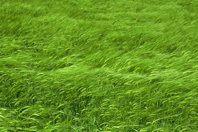 Green Wheat Field   1557570