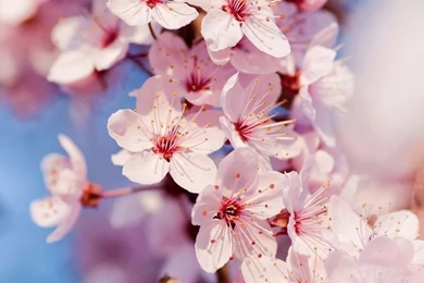 Cherry Blossom HD Desktop Wallpapers : Mobile : Dual Monitor