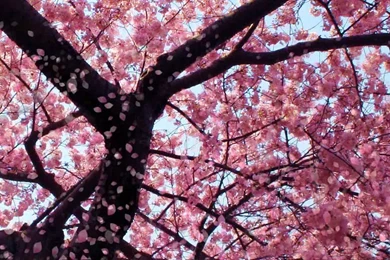 Cherry Blossom Live Wallpapers   YouTube