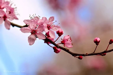 14 Free Beautiful Cherry Blossom Wallpapers