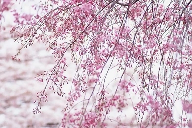 Buds Of Cherry Blossom Wallpapers 34   Wallcoo.net