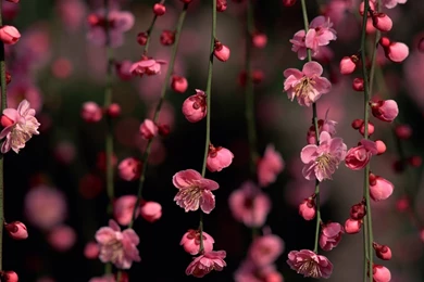 Cherry Blossoms Wallpapers   Flower Wallpapers