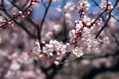 1280x1024 Japanese Sakura Photos   Japanese Cherry Blossom ...
