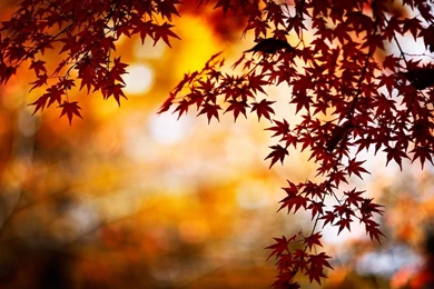 Autumn Season HD Wallpapers