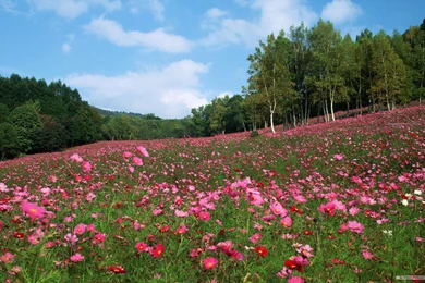 Free Wallpapers   Free Flower Wallpapers   Flowers Under Sky 04 ...