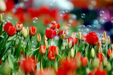 Colorful Desktop Wallpapers