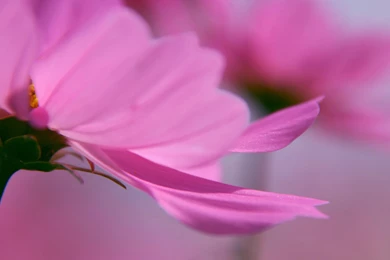 Wallpapers Desktop Nature Pink