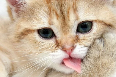 Free Cat Wallpapers   HD Wallpapers Pretty