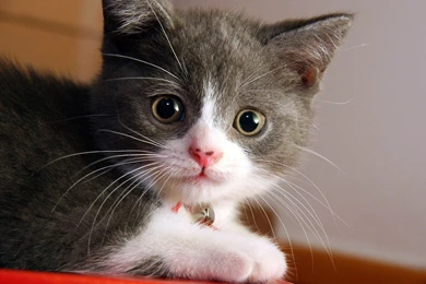 The Wallpaper Backgrounds.....: Free Cat Wallpapers