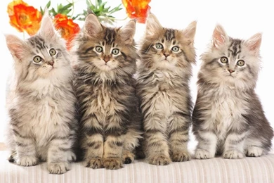 Cat Cute Baby Desktop Wallpapers Download Cat Cute Baby Wallpapers ...