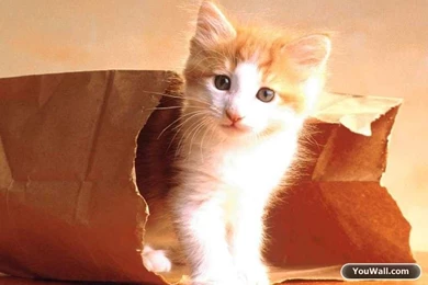 YouWall   Beautiful Cat Wallpapers   Wallpaper,wallpapers,free ...