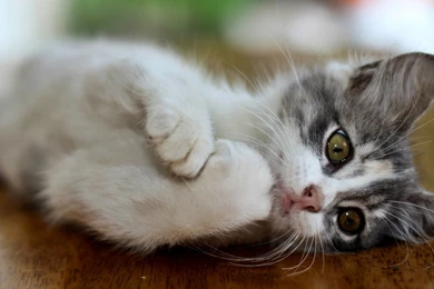 Hd Cat Wallpapers, Cute Cat Photos, Free Cat Images, Claw, Pets ...