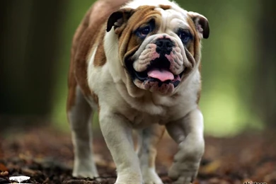 Gallery For   Desktop Wallpapers For Dogs