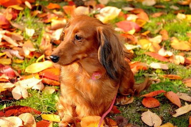 Cute Dog On The Field Wallpapers 25539