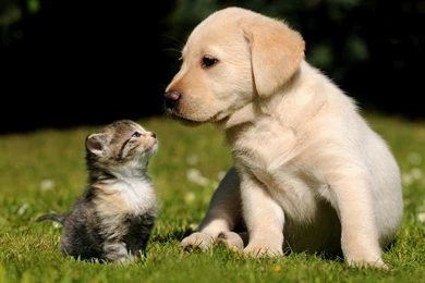Gallery For   Cats Dogs Wallpapers Desktop