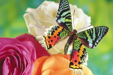 Flowers And Butterflies Wallpapers   Crazy Frankenstein