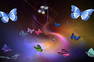 Colorful Butterfly Hd 38 Desktop Backgrounds   Hivewallpaper.com