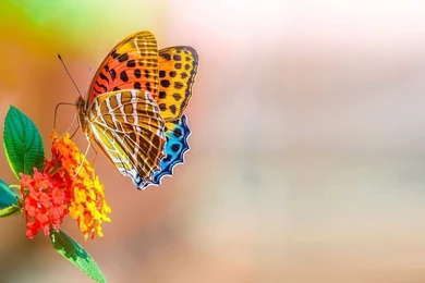 Colorful Butterfly Wallpapers   Animal Wallpapers