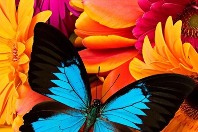 Butterfly Animated Color Live Wallpapers For Android   Android Live ...