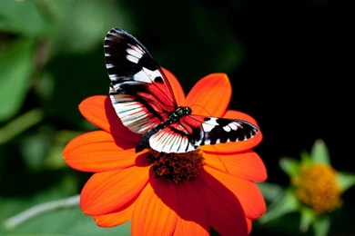Butterfly Hd Wallpapers 219403