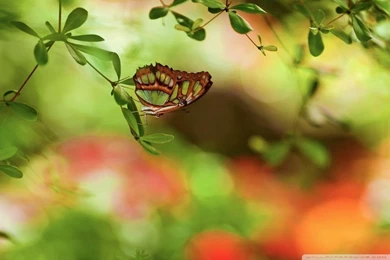 Colorful Butterfly HD Desktop Wallpapers : High Definition ...