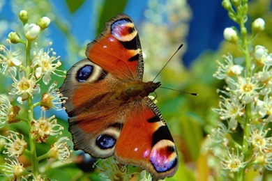 Butterfly desktop wallpaper.jpg