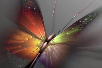 Beautiful Colorful Butterflies