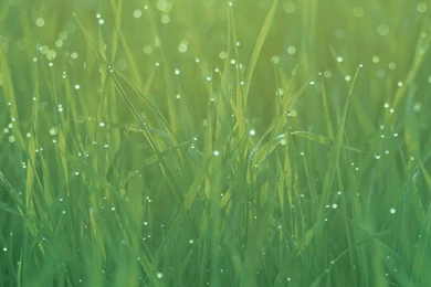 iPhone 5s Wallpapers