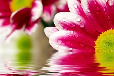 Hd Flower Wallpapers Download   HD Wallpapers Lovely