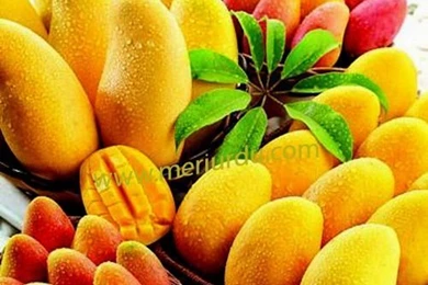 Hd Mango Fruit Hd Free Photos Wallpapers
