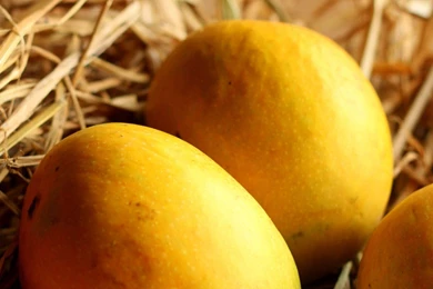 Alphonso mango wallpaper.jpg