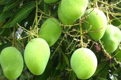 Green mango tree wallpapers