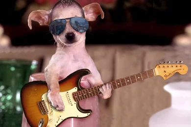 Free Funny Pictures Of Dogs Download ~ Toptenpack.com