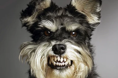 Funny Dog Category   The Dog Wallpapers