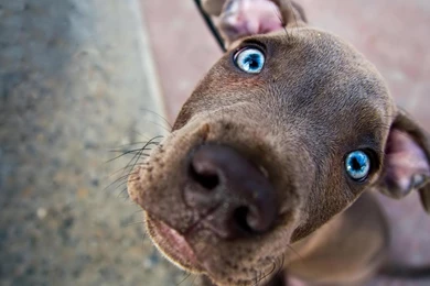 Funny Dog Wallpapers 3.jpg