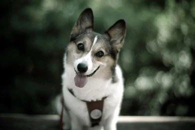 Funny Animal Wallpaper, Funny Animal Photos, New Wallpapers