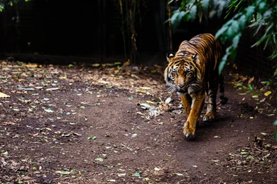 Tiger Wallpapers :: HD Wallpapers