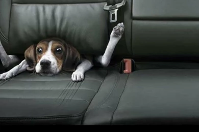 Funny Dog Backgrounds Wallpapers HD 1920x1080