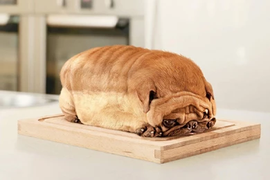 Funny Dog Animal Pics High Definition Wallpapers Your Top HD ...