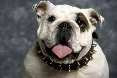 Funny Dog Backgrounds 28 Backgrounds   Funnypicture.org