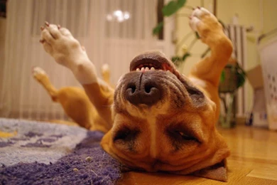 Funny Dog Category   The Dog Wallpapers