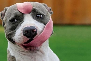 Funny Dog Twitter Cover & Twitter Backgrounds